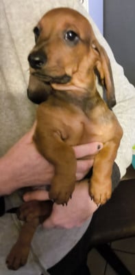 Les chiots de Teckel poil ras