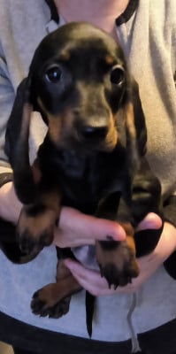 Les chiots de Teckel poil ras