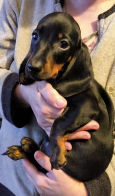 Les chiots de Teckel poil ras