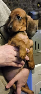 Les chiots de Teckel poil ras