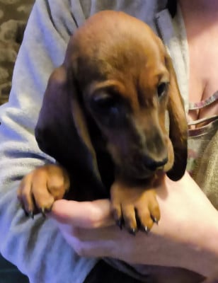 Les chiots de Teckel poil ras