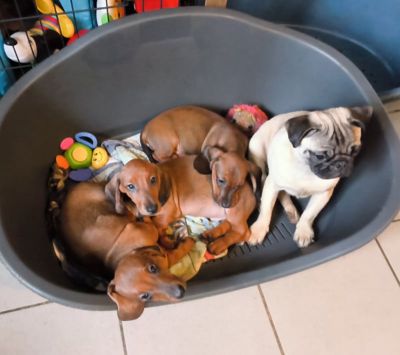 Teckel poil ras - Des Chasseurs D'Etoiles