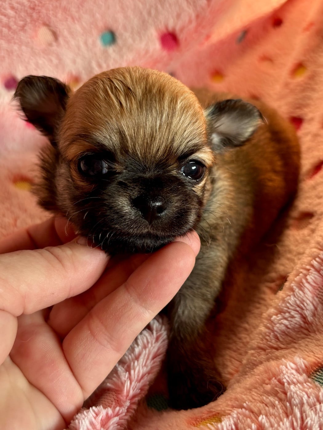 Chiot N°1