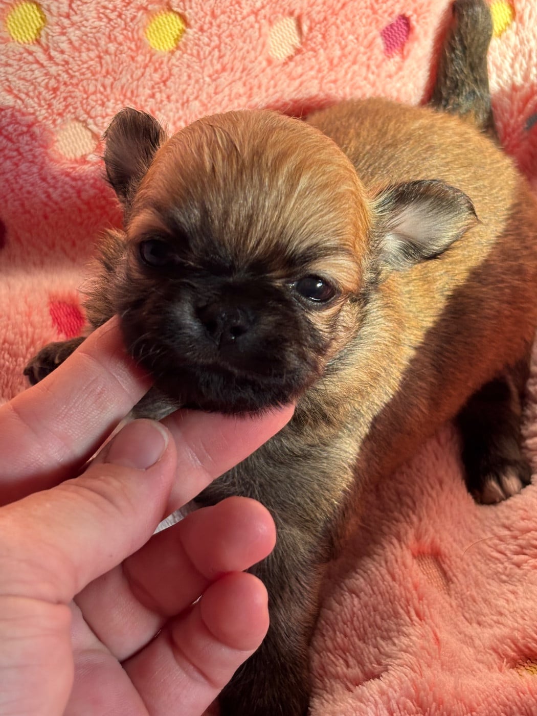 Chiot N°1