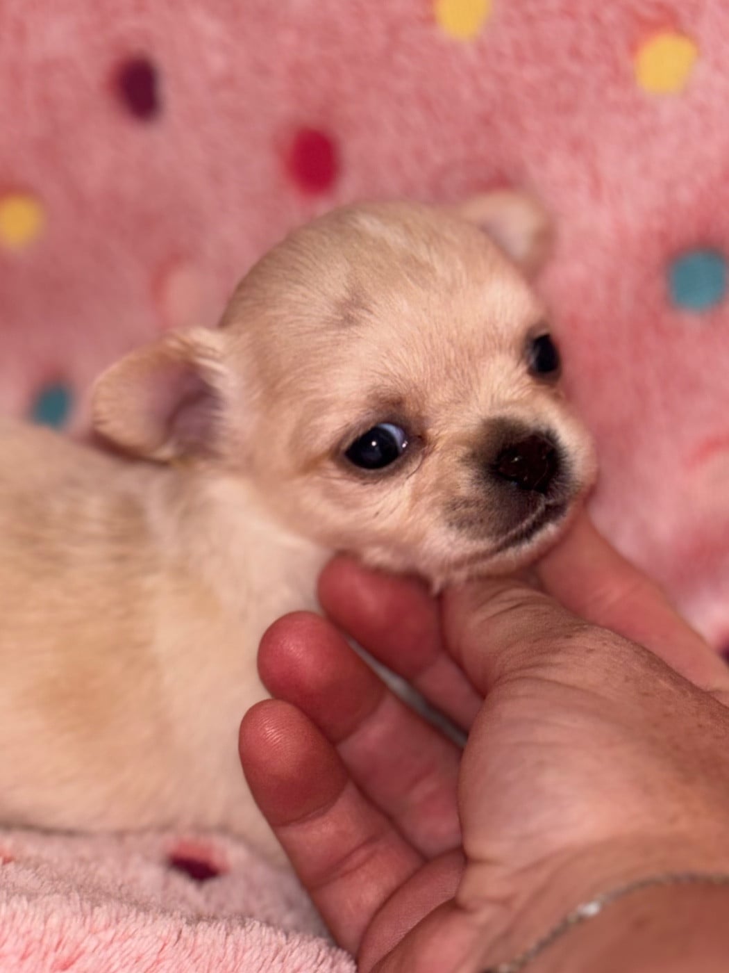 Chiot N°3