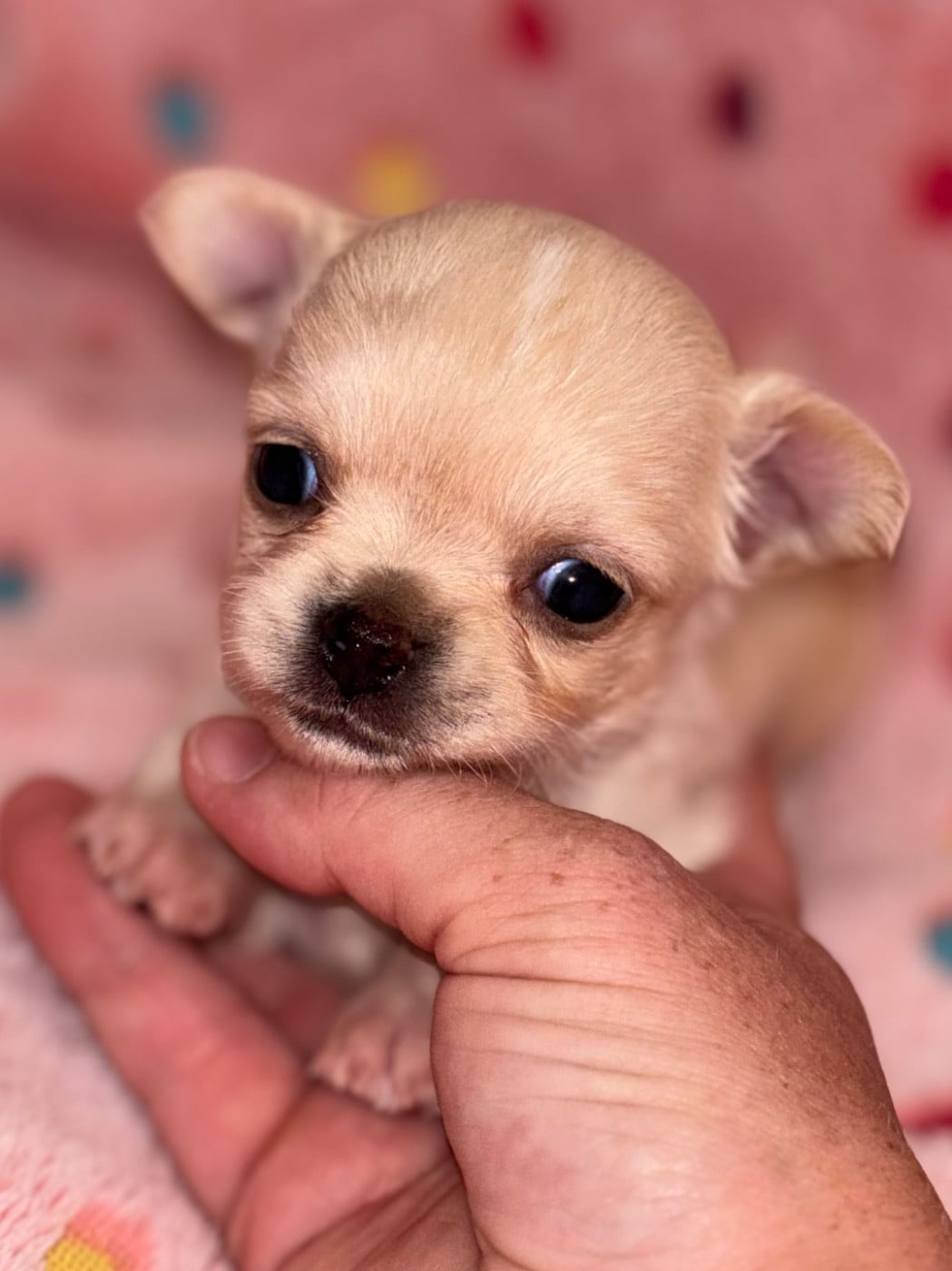Chiot N°3