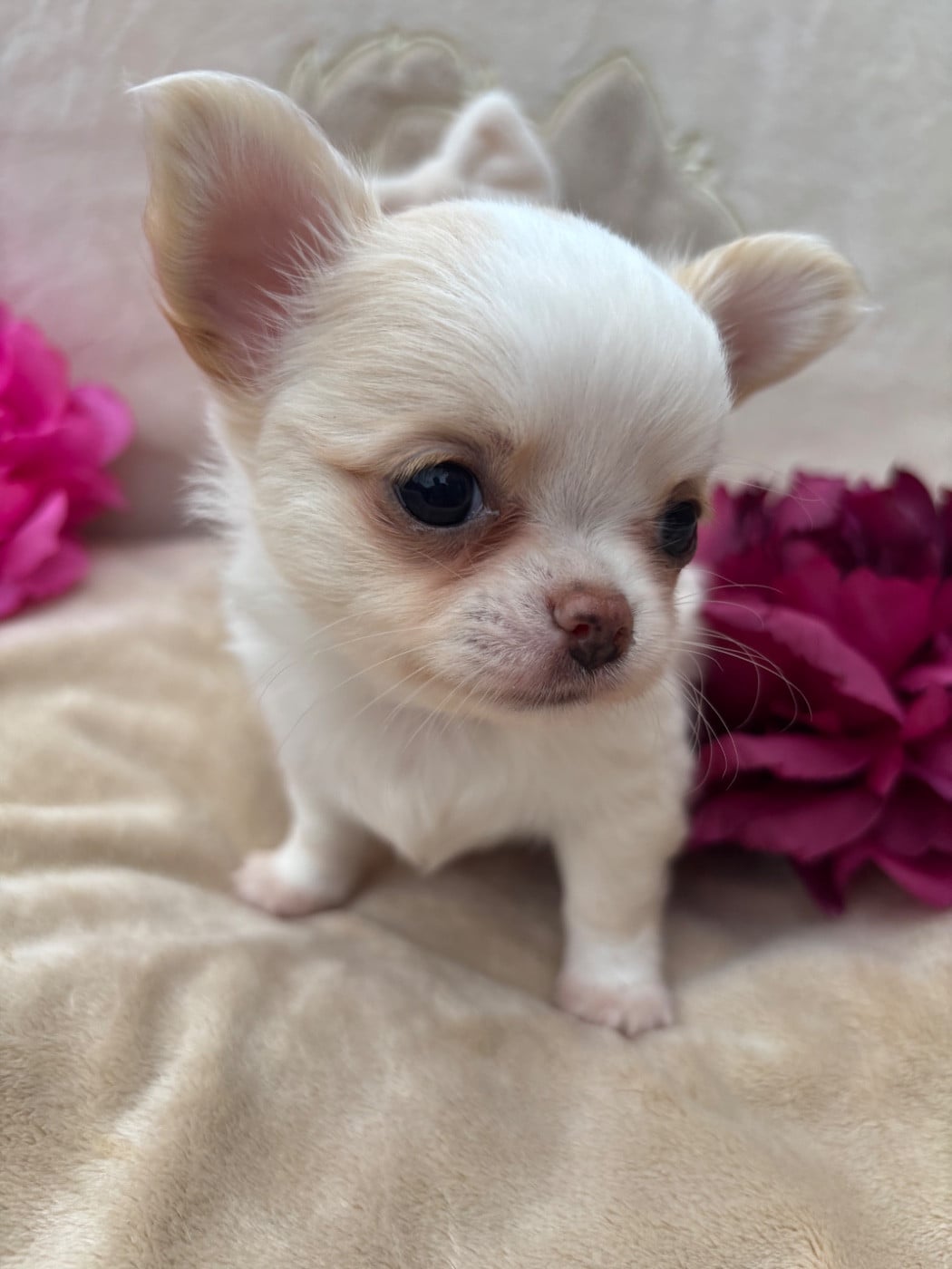 Baby Doll