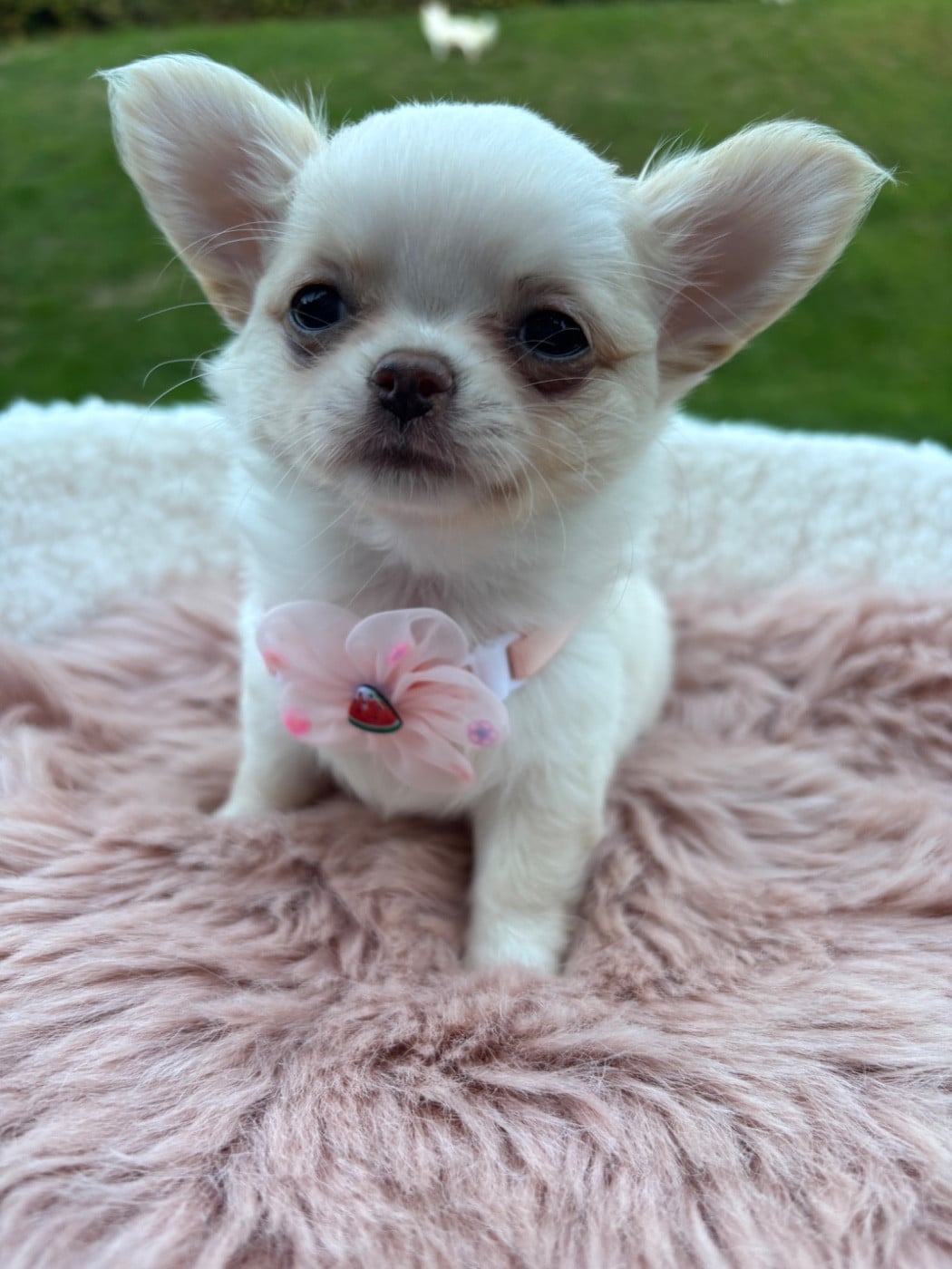 Baby Doll