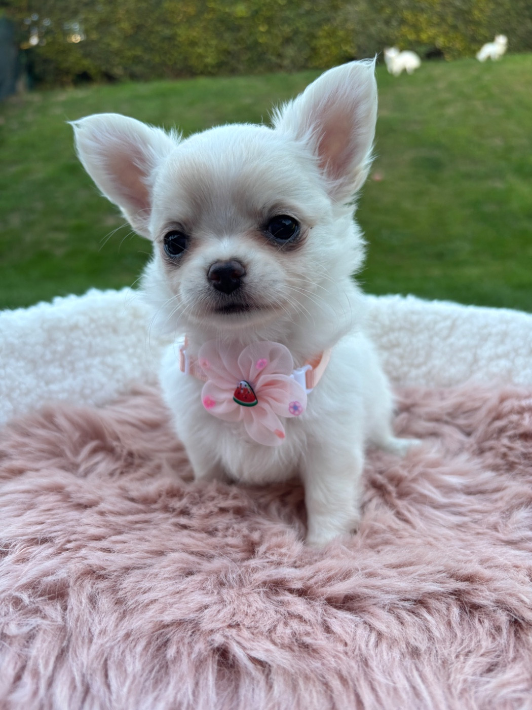 Bianca