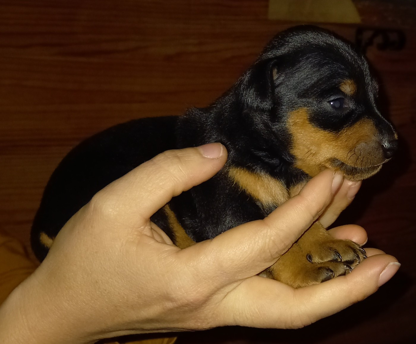 CHIOT 3 - Pinscher nain
