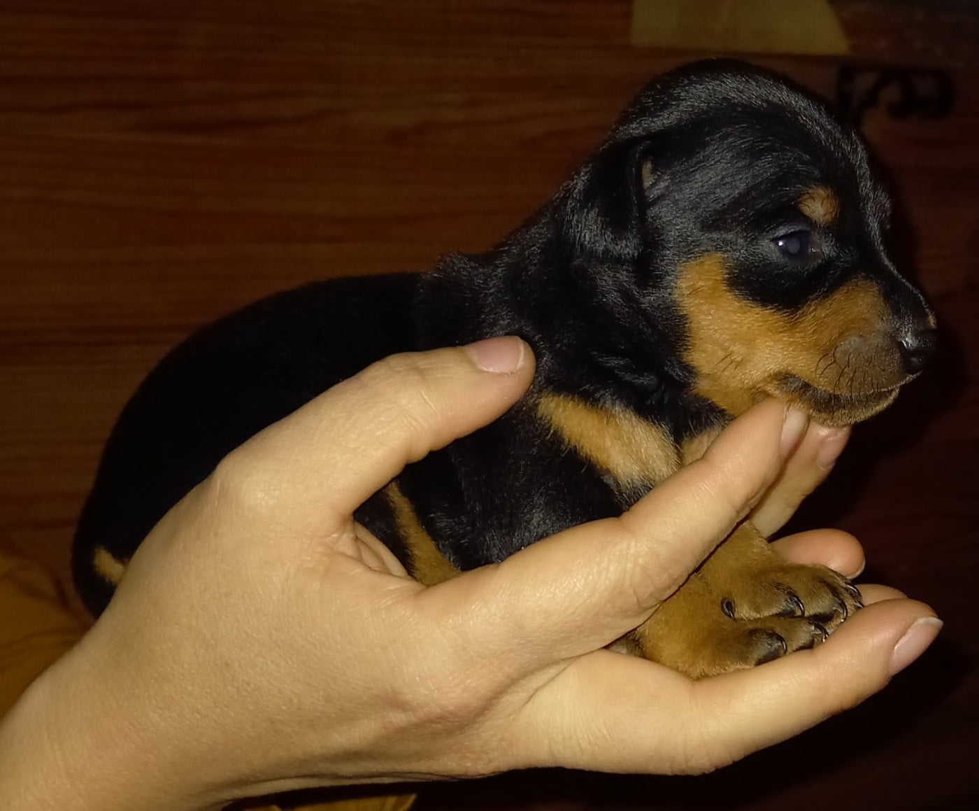 Chiot N°2 - Pinscher nain
