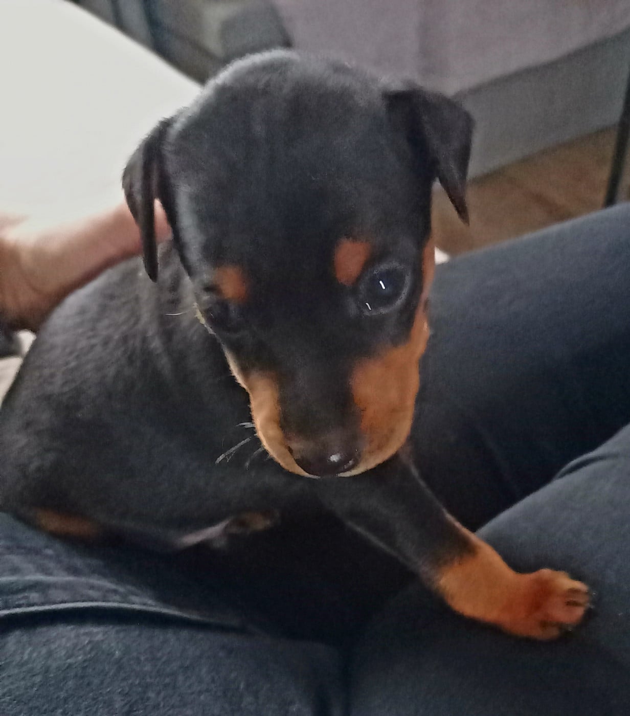 Chiot N°3 - Pinscher nain