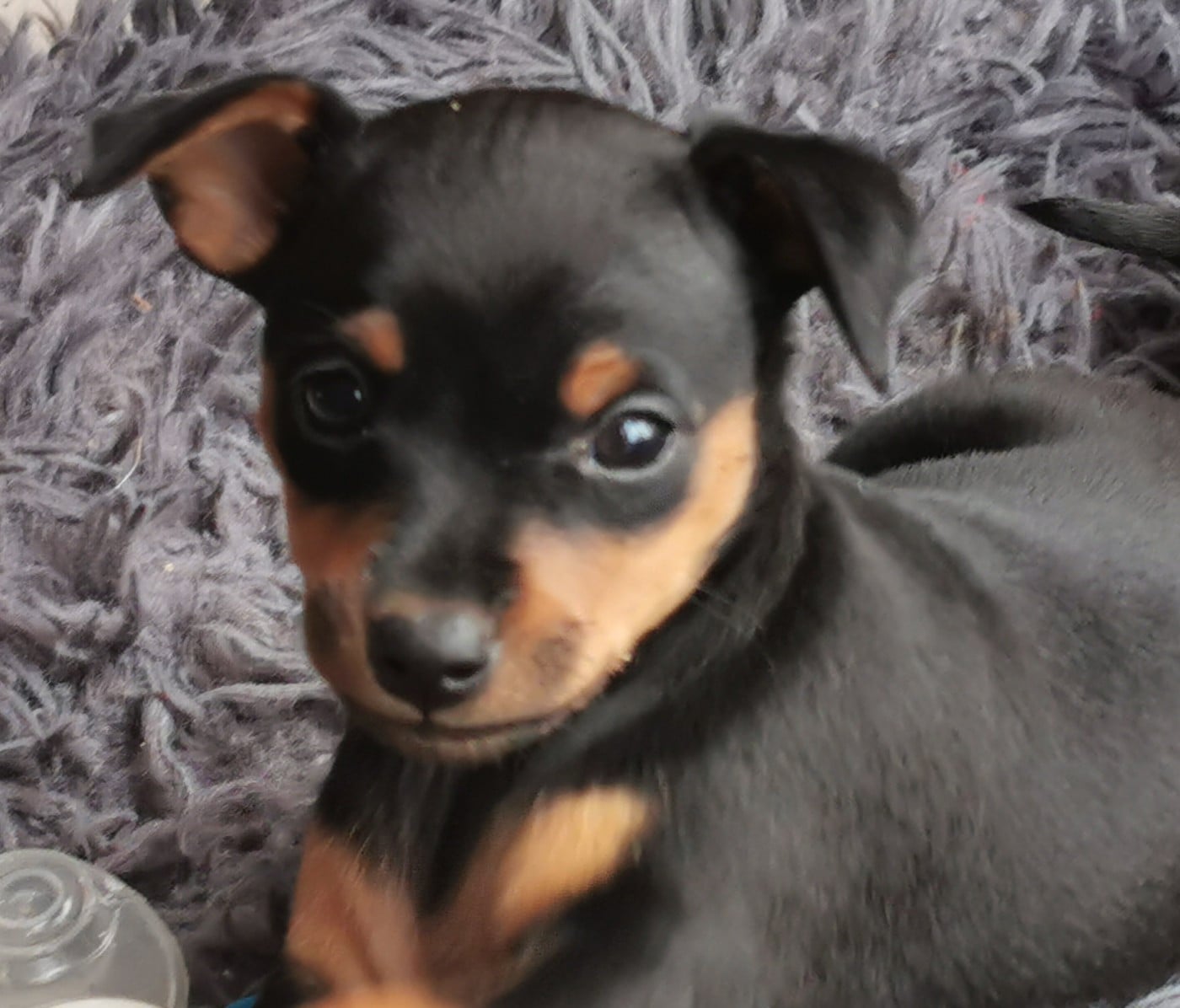 Chiot N°1 - Pinscher nain