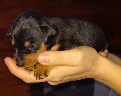 CHIOT 4 - Pinscher nain