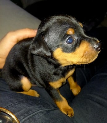Les chiots de Pinscher nain