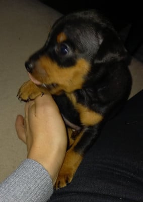 Les chiots de Pinscher nain