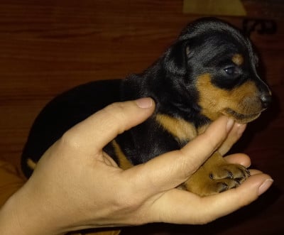 Chiot N°2 - Pinscher nain