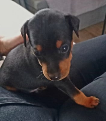 Chiot N°3 - Pinscher nain