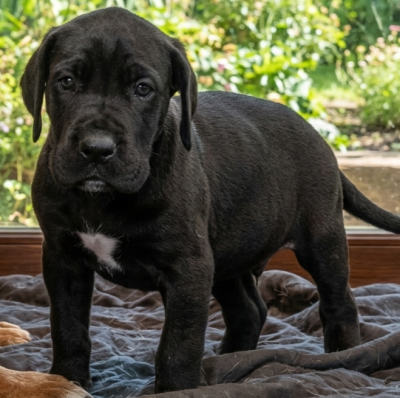 Les chiots de Dogue allemand