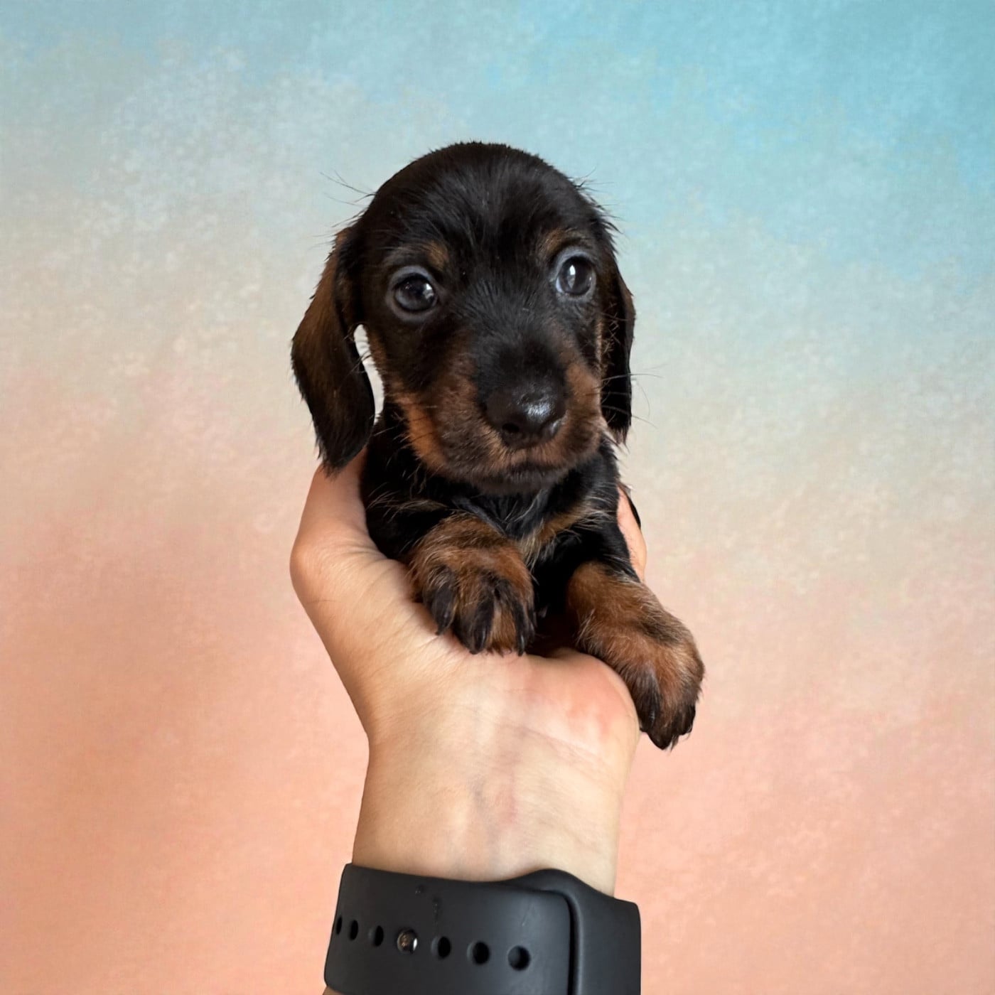 Teckel poil dur - du Domaine du Pont Vieux