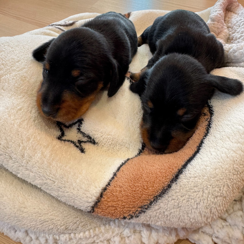 Teckel poil dur - du Domaine du Pont Vieux