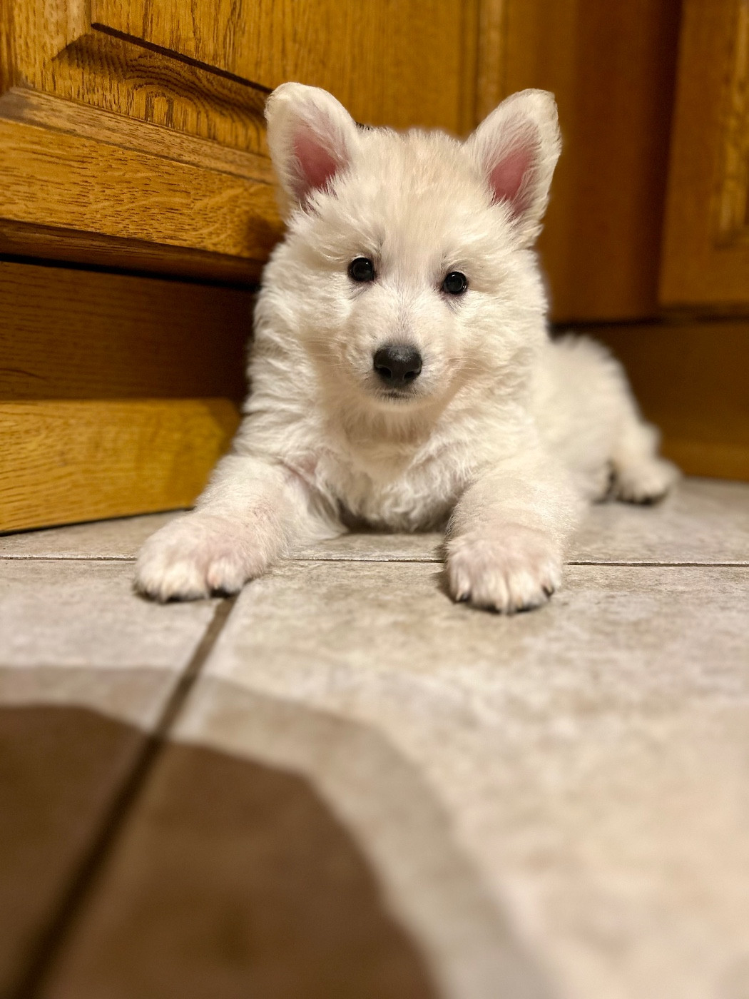 ASTON LORD DREAM - Berger Blanc Suisse