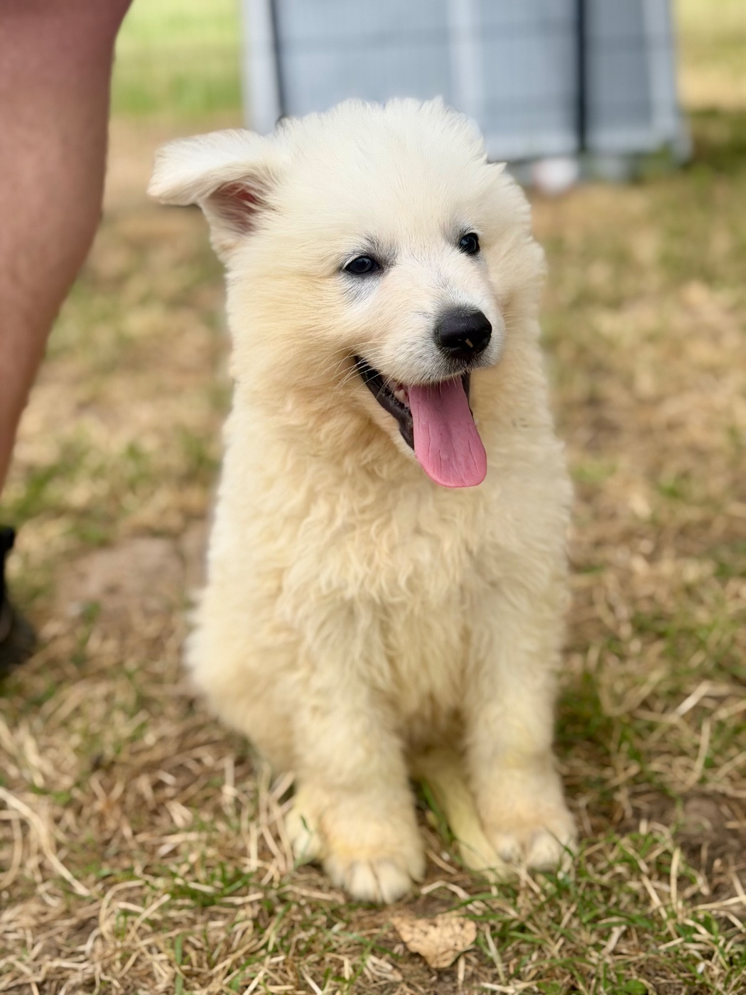 CHIOT 4