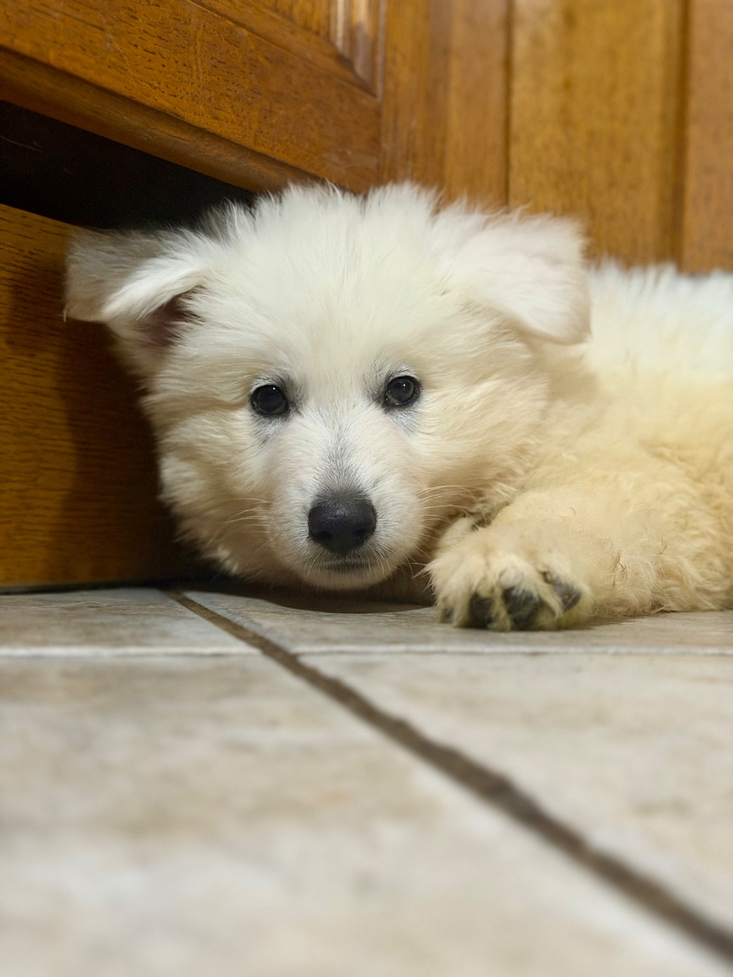 CHIOT 4