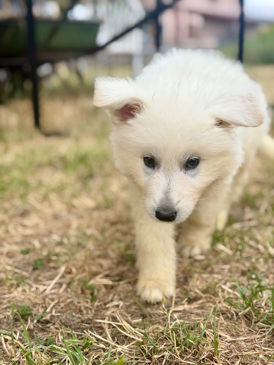 CHIOT 4