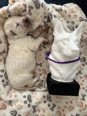 Les chiots de Berger Blanc Suisse