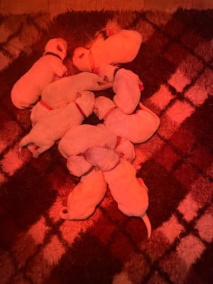 Les chiots de Berger Blanc Suisse