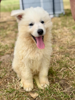 Les chiots de Berger Blanc Suisse