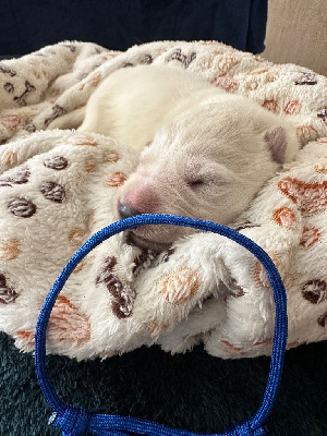 Les chiots de Berger Blanc Suisse
