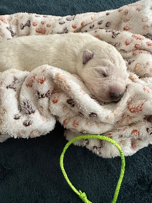 Les chiots de Berger Blanc Suisse