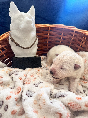 Les chiots de Berger Blanc Suisse