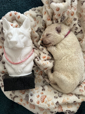 Les chiots de Berger Blanc Suisse