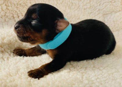 Les chiots de Yorkshire Terrier