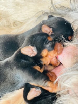 Les chiots de Yorkshire Terrier