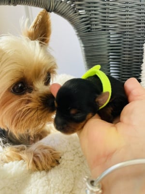 Les chiots de Yorkshire Terrier
