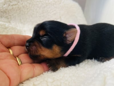 Les chiots de Yorkshire Terrier