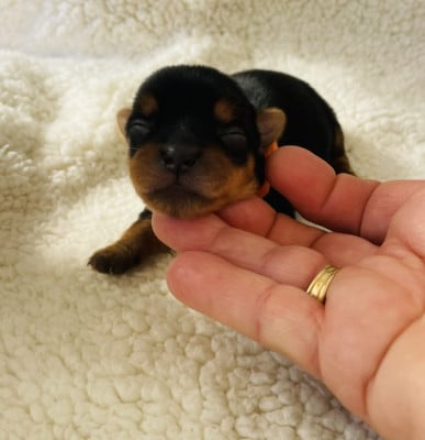 Les chiots de Yorkshire Terrier