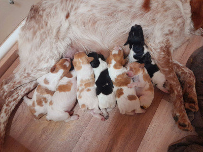 Les chiots de Epagneul Breton
