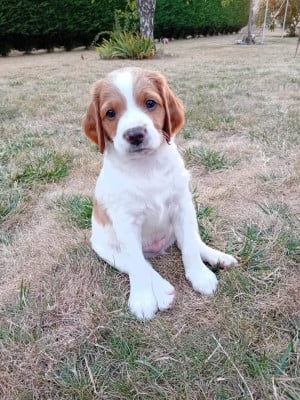 Les chiots de Epagneul Breton