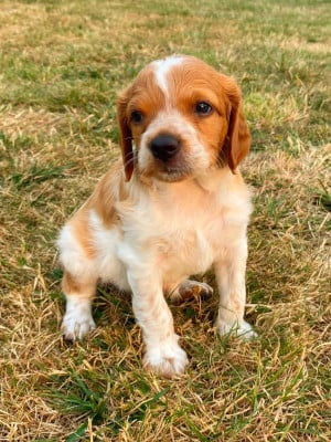Les chiots de Epagneul Breton