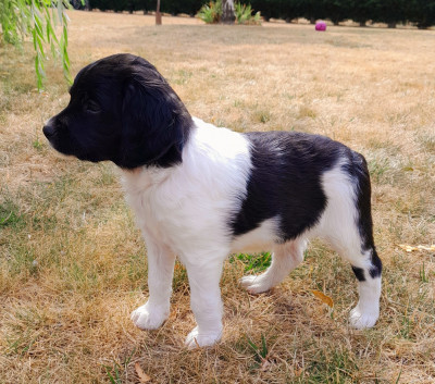 Les chiots de Epagneul Breton