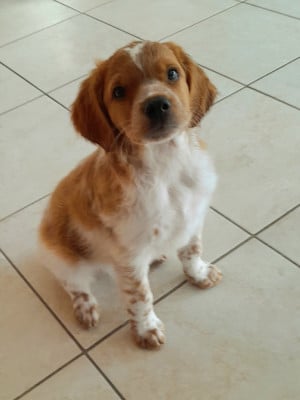 Les chiots de Epagneul Breton