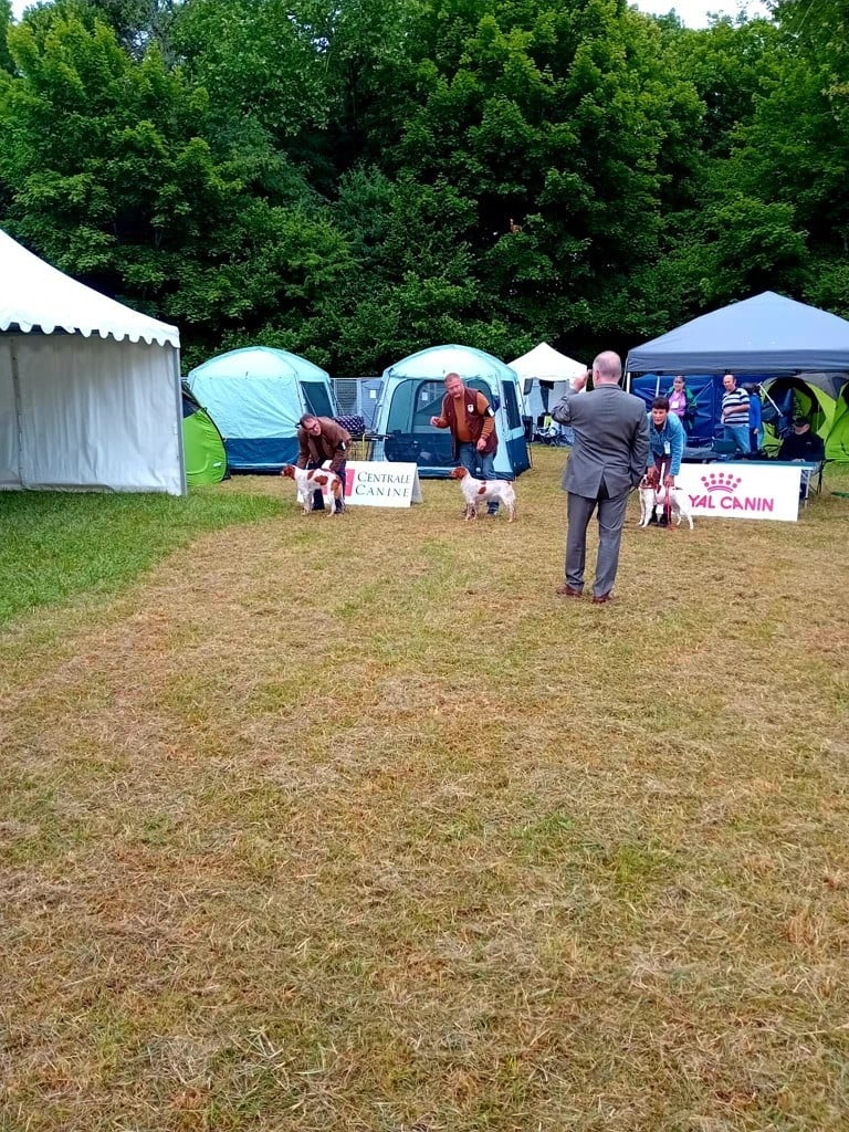 Viikki Du Riot De La Louvière - 1er EXCELLENT / CACS Jeune / CACIB-J