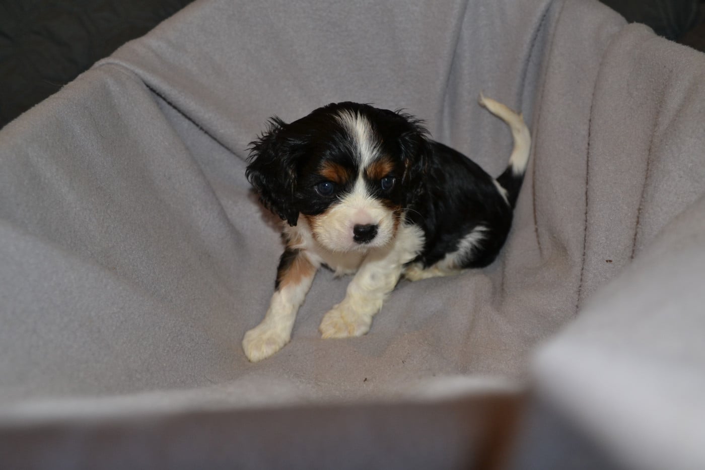 0552 - Cavalier King Charles Spaniel