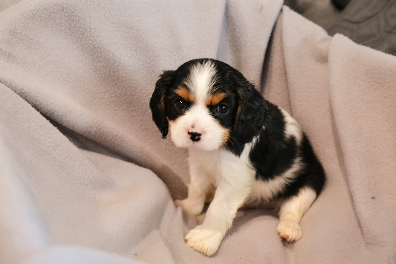 0272 - Cavalier King Charles Spaniel