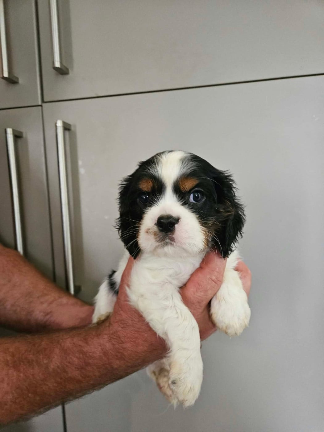 0832 - Cavalier King Charles Spaniel